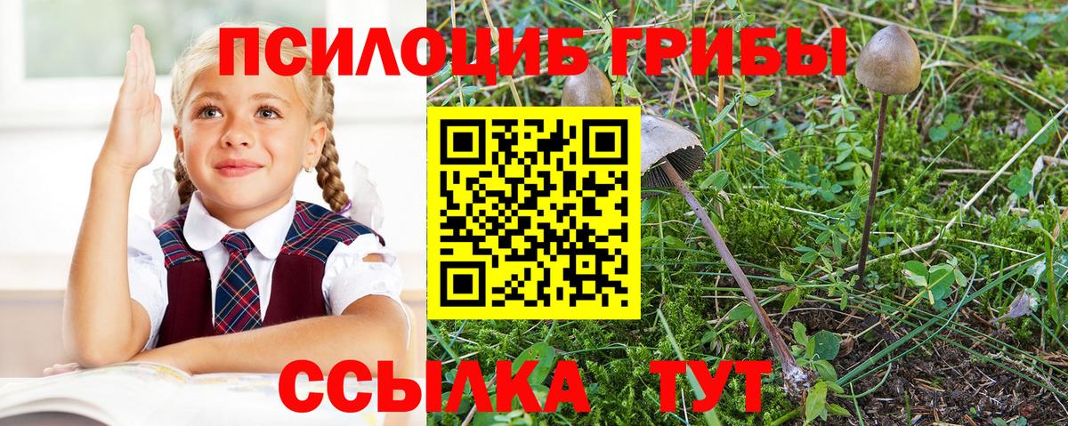 Псилоцибиновые грибы MAGIC MUSHROOMS  как найти закладки  Железногорск  Вход с VPN 